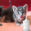 Futterflasche mit Sauger für Katzen und Kleintiere 5