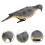 Interesting pigeon model, artificial realistic pigeon 3