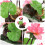 Aquarium-Design Süßwasser 5