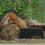 5-teiliges Schildkrötenversteck-Set aus Kunststoff 4
