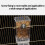 Transparent Automatic Bird Feeder Boxed 3