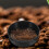 3 Bonsai-Sets mit austauschbarem Sieb 5