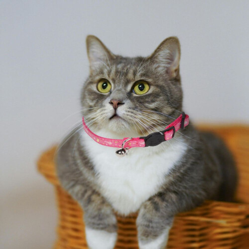 3-teiliges Set: verstellbare Katzenhalsbänder mit Glöckchen 2
