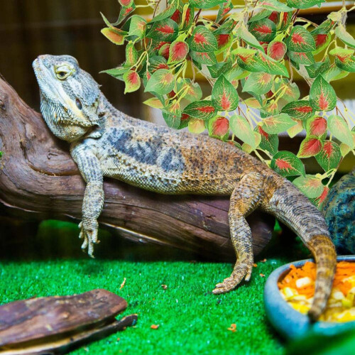 Reptilien-Rattan-Echse aus Kunststoff 2