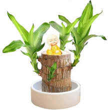 (10cm,Monk - Random)Mini Brazilian Lucky Wood Hydroponic Stump for Desktop Decor, Indoor Office Plant for 2024 Refresh