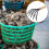 1 shell rake for digging oyster shells 2