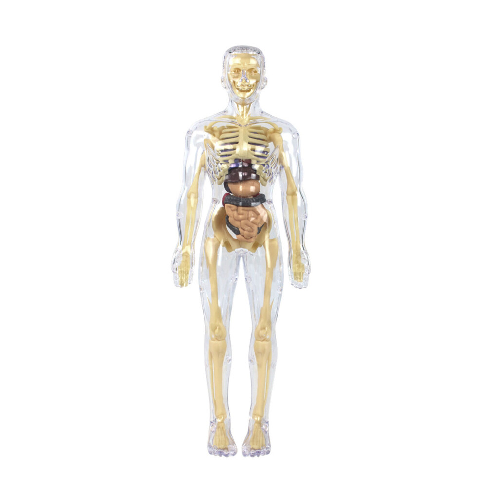 Transparent Human Body Teaching Tool Anatomy Display For School Human-image-OPC-PMXXM5Q-NEW