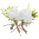 10 - Corsets - Boutonnières 1
