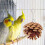 5 Parrot Natural Chews for Birdcage 5