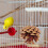 5 Parrot Natural Chews for Birdcage 3