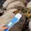 Handheld spider catcher, catching device for home use 5