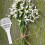 8 Blumenhalter mit 5