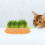 Hydroponic cat grass container toy germination tent planter yellow 5