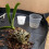 Set van 10 plastic plantenpotjes met netstructuur 4