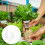 50 Hydroponic Plants Plastic Growing Pots 3