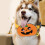 Halloweenhalsband för M pumpadesign 5