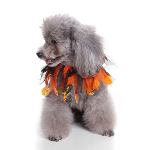 2 små elastiska hundhalsband för Halloween, storlek M 2