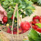 Flätad blomkorg för picknick och bröllop 3