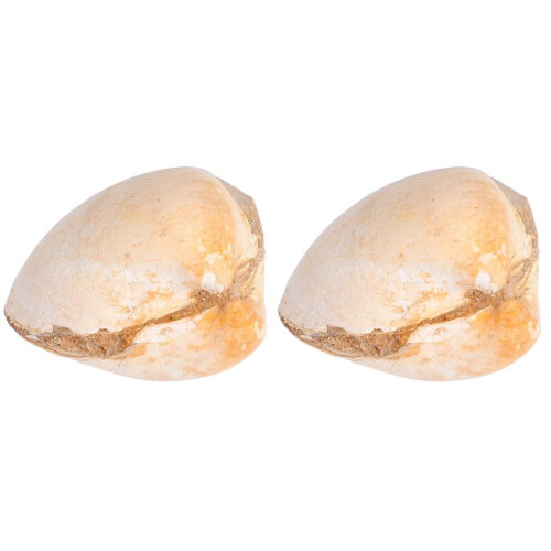 2 Stück Kreative Muschelmuster - Tierlehrset 1