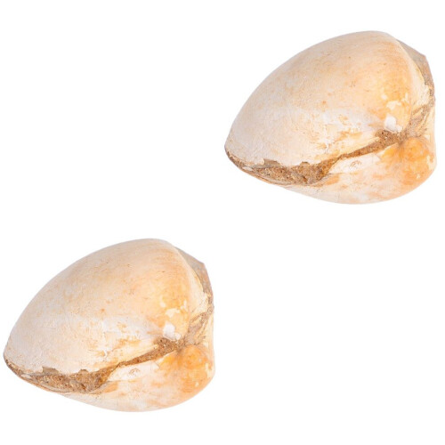 2 Stück Kreative Muschelmuster - Tierlehrset 2