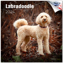 2023 2024 Labradoodle Kalender - Hondenras Maandelijkse Wandkalender - 12 x 24 Open - Dik No-Bleed Paper - Cadeaubaar - Academische lerarenplanner Ka