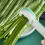 Hellgrün 2er Set Gemüse-Beanenschneider, Reibe- und Slicer, ABS Edelstahl 4