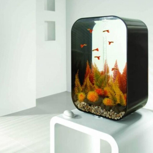Biorb Biorb Aquatic Autumn Fern Medium 2pack 1