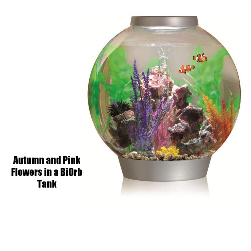 Biorb Biorb Aquatic Autumn Fern Medium 2pack 2