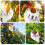 Professional Garden Fruit Gathering Set With 13ft-160cm 5