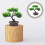 2Stk Künstliche Kunststoff Bonsai 10