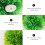 3 Gesimuleerde Waterplanten Aquarium Decor 10