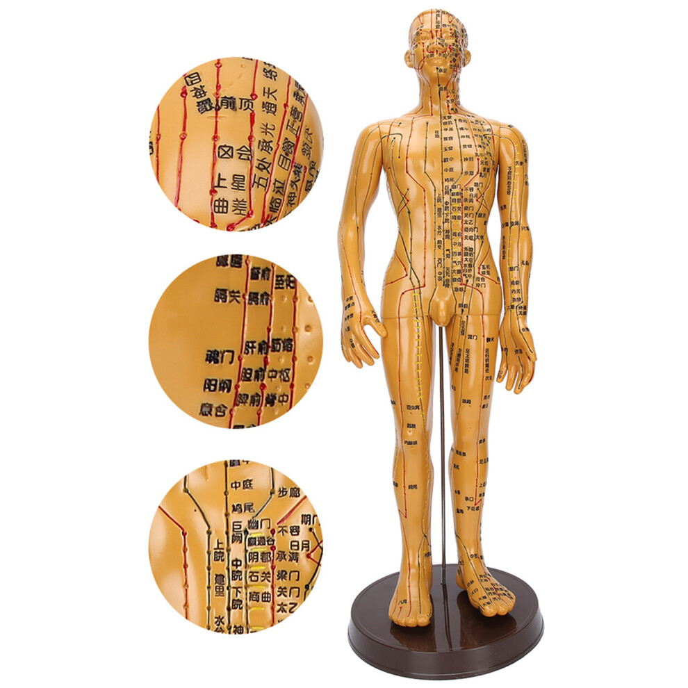Meridian & Acupuncture Point Copper Model for Professional Use