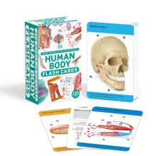 Our World in Pictures Human Body Flash Cards by DK Other Book