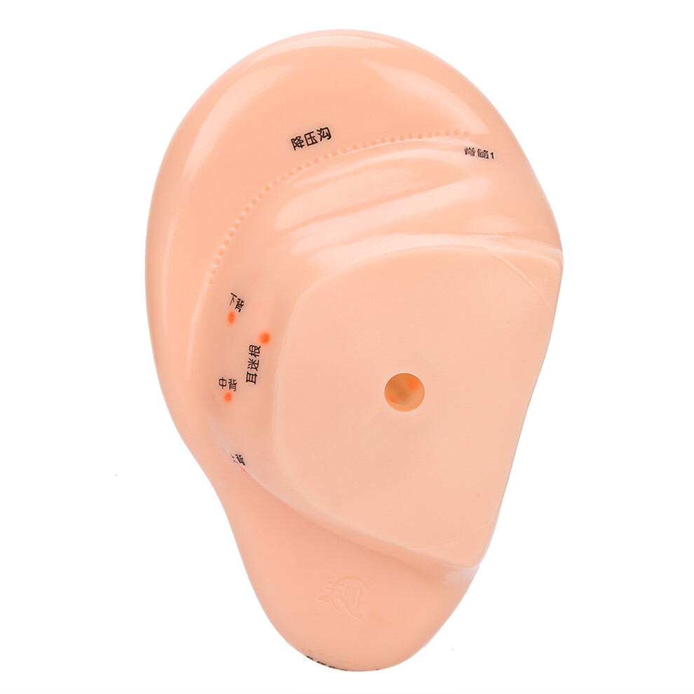 Human Ear Acupuncture Model with Points for Home Use 19.5x11.5cm