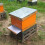 Wood 10 Frame Hives Removable Bottom Panel For-ten frames 5