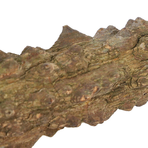 Papageien-Duschständer 20CM Außenvogelast mit Holzmaterial & Saugnapf 2