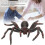 Simulation Insect Model Halloween Decoration Eco-Friendly PVC, Size Shown 4