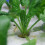 20 Mesh Pot Net Cup Baskets Designed for Aeroponic Systems Includes Sponge for Enhanced Growth 2
