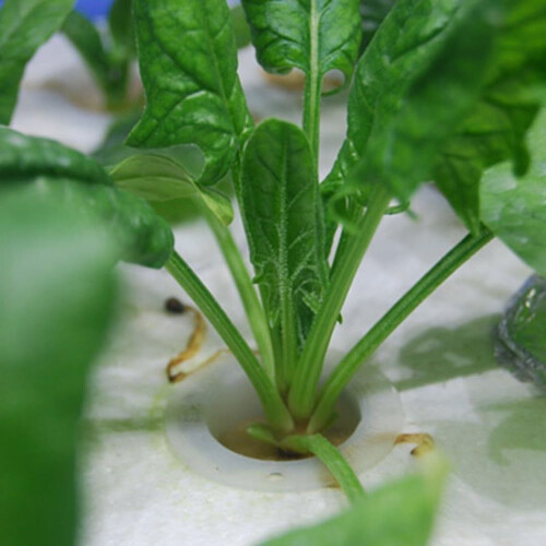 20 Mesh Pot Net Cup Baskets Designed for Aeroponic Systems Includes Sponge for Enhanced Growth 1