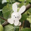 Lovely Rabbit Bag Charms for Purse Backpack-light brown 7