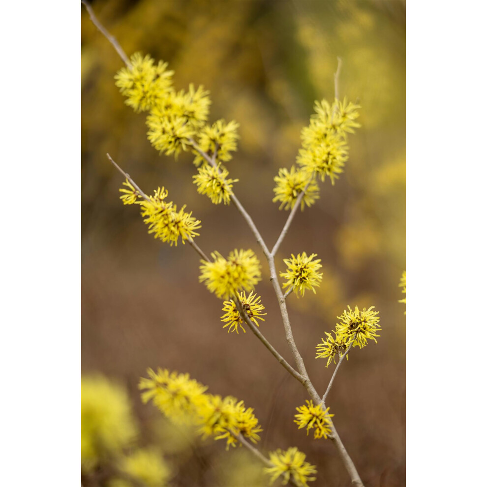 Direct Plants Yellow/Orange/Red Witch Hazel Hamamelis Arnold Promise Shrub Plant 4-5Ft Extra Large In A 7.5 Litre Pot By - 1 - 7.5L - Pot - Image 2