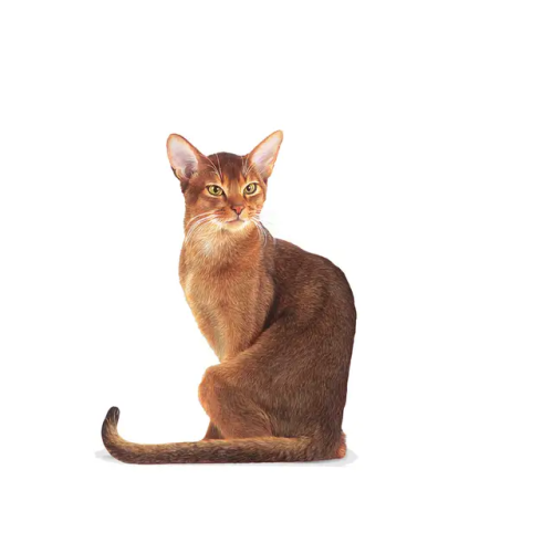 Royal Canin ROYAL CANIN FHN Chat Exigent Difficile 10kg 2
