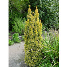 Taxus Standishii Golden Column Yew Tree Large Plant in a 3 Litre Pot By Direct Plants