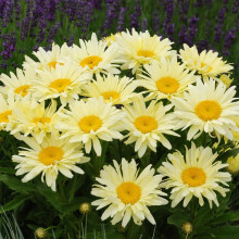Leucanthemum 'Banana Cream' | 1L | Perennial
