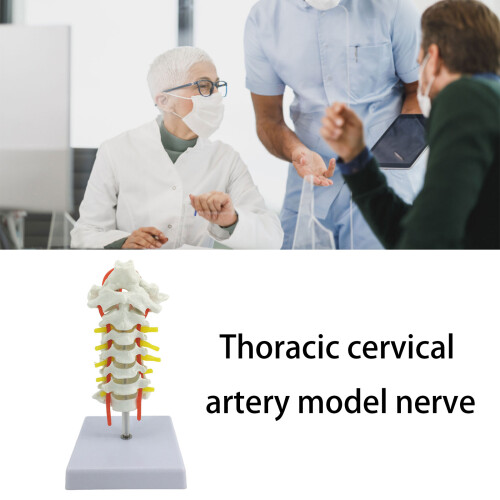Interactive Spine Model Showing Occipital Bone and Intervertebral Display 1