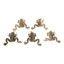 Hochwertiger Gummikrebs-Froschköder 5 Stück, 3 g, mit Haken für australisches Angeln