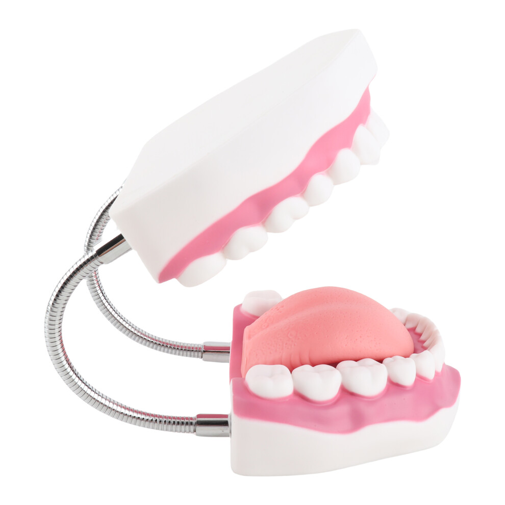 Educational Teeth Model for Early Childhood Learning