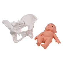 Human Female Pelvis Model with Baby Female Pelvic Skeleton Model