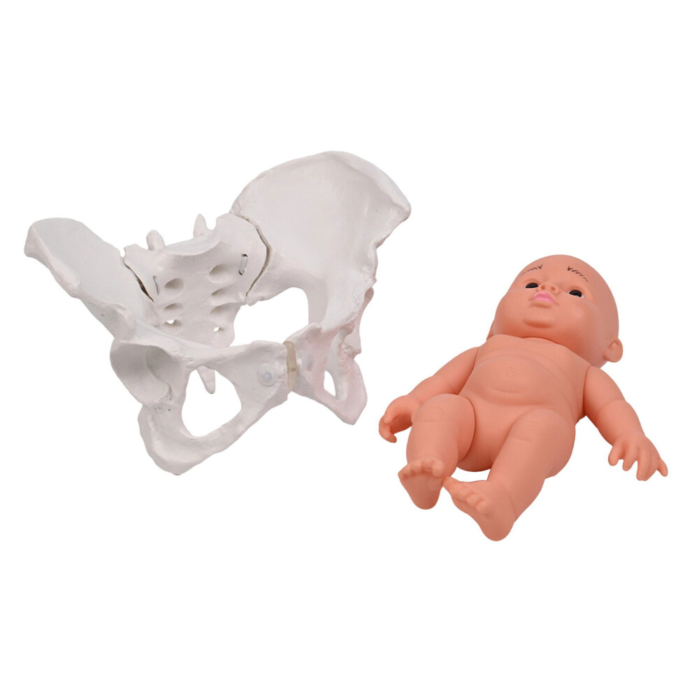 Human Female Pelvis Model with Baby Female Pelvic Skeleton Model