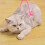 Pet Cat Massager Body Enhances Blood-Silicone roller 7